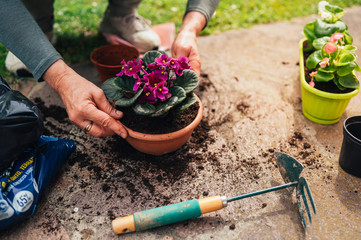 The hands of the transplant woman plant a in a new pot. botany at home. African violet 