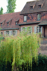 weeping willow near old building in Strasbourg