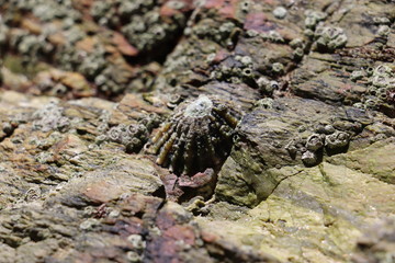 Limpet on rock with barnacles 