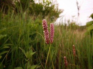 A pair of two spikelets symbolizing love