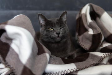 Satisfied gray cat (Korat breed), wrapped in black-white blanket, is lying and napping on the gray couch, one eye is open. 