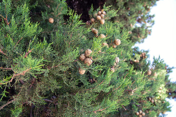 Green branches of an evergreen plant cypress