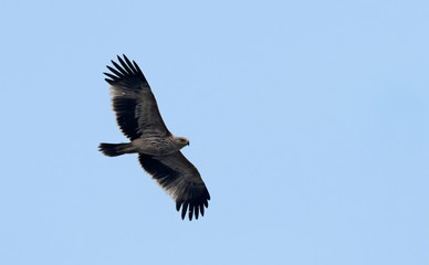 Imperial Eagle (Aquila heliaca), Crete