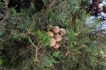 Green branches of an evergreen plant cypress