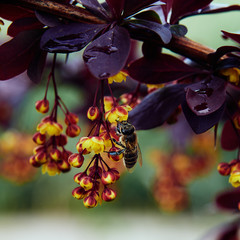 bee collecting honey from barberry
