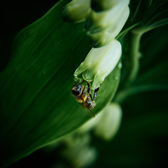 bee collecting honey from lily of the valley