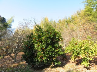 Fototapeta na wymiar 日本の田舎の風景　12月　山の木々　たわわに実るみかん