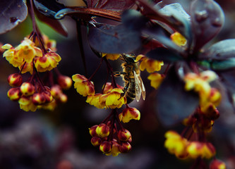 autumn leaves on the tree