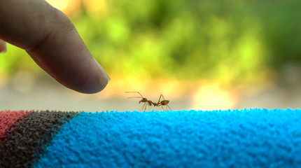 ant on a wooden board