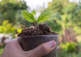 young plant in hand