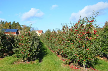 Fototapeta na wymiar Lot of apple trees