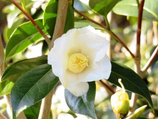 Obraz premium 日本の田舎の風景 12月 花 椿 侘助