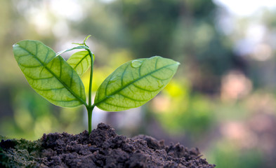 green sprout in the ground