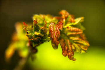 Wiosna w przyrodzie Podlasia, Polska © podlaski49