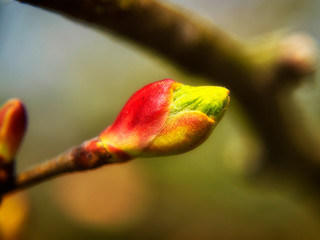 Wiosna w przyrodzie Podlasia, Polska © podlaski49