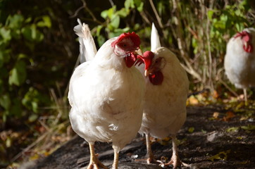 Two Hens