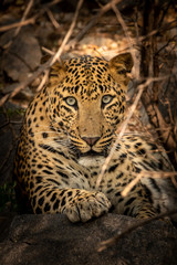 Fototapeta na wymiar wild male leopard or panther close up resting on big rock at jhalana forest reserve jaipur - Panthera pardus