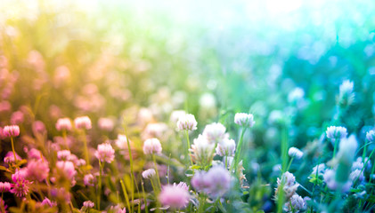 clover flowers spring natural background