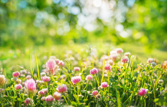 a clover flowers spring natural background