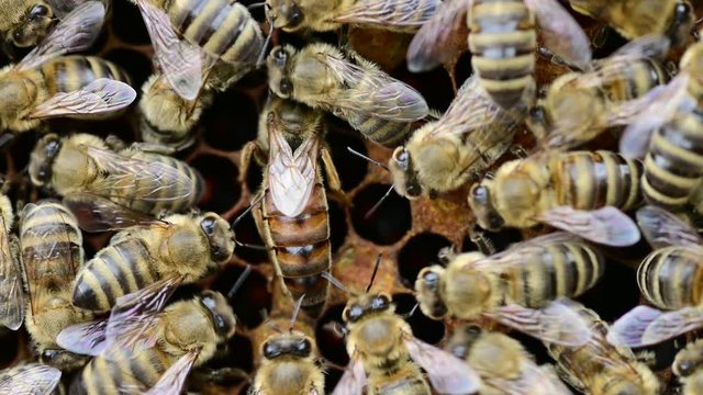 Bee colony - bee queen nests egs in be hive in honeycomb with honey bees all around	
