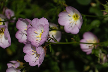 Pinkladies(Showy evening primrose) in the field