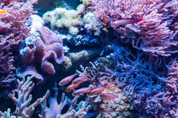Fototapeta na wymiar Coral in underwater with colorful fish