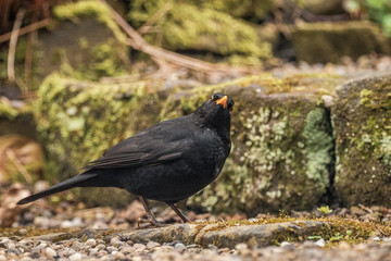 Garden Blackbird