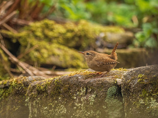 Garden Wren