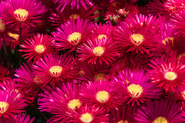 Lampranthus zeyheri iceplant