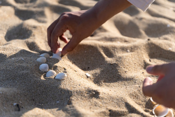 写真素材: 貝殻と綺麗な海