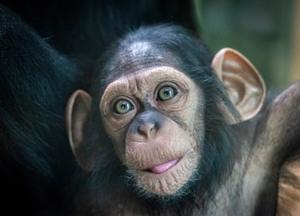 Portrait of a baby chimpanzee in Pilsen in Czech Republic . An excellent illustration.