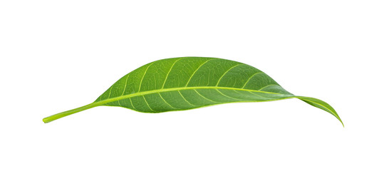 Mango leaves on white background.