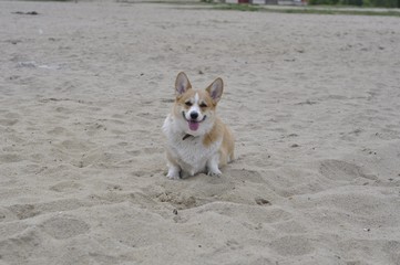 corgi playing on the beach