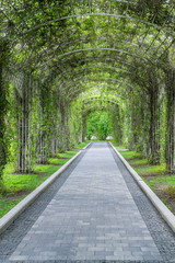 Walkway under pergola