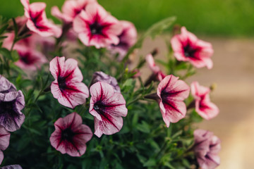 Close up Petunia. Luca primaverile