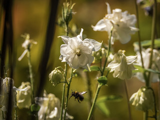 Bee on white aqualegia