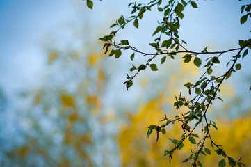 The birch branches against the yellow leaves