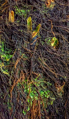 dense root entanglement