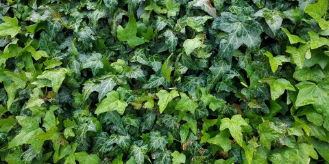 green ivy leaves in the rain