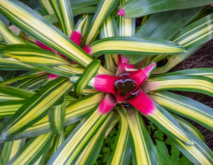 colorful Bromeliad