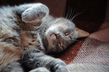 A cat sleeping on the bed