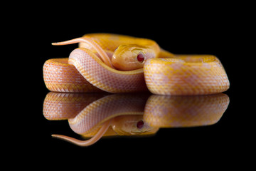 Beauty rat Snake albino isolated on black background
