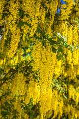 The Common laburnum (Laburnum anagyroides) blooming