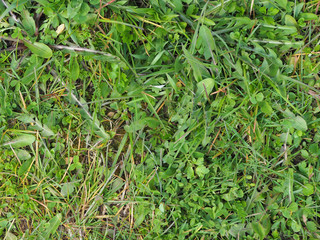The texture of the young grass. quick leaves grass weeds. Green foliage. The view from the top
