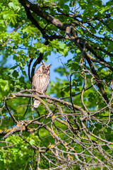 Long Eared Owl sitting on a tree Asio otus.