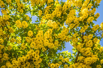 The Common laburnum (Laburnum anagyroides) blooming
