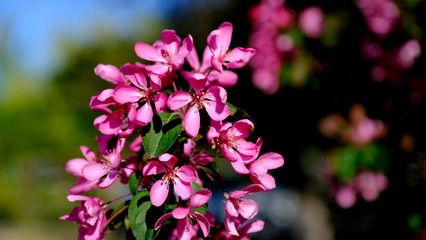 Branches of a flowering bush in a park in spring