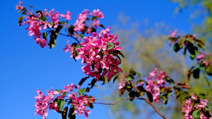 Branches of a flowering bush in a park in spring