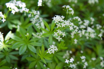 Deutzia scabra plant blooming in a garden