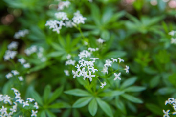 Deutzia scabra plant blooming in a garden